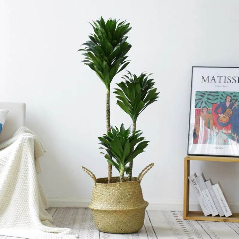 太阳神植物不用见阳光的绿植防电脑辐射绿植长青绿植网红大型盆景