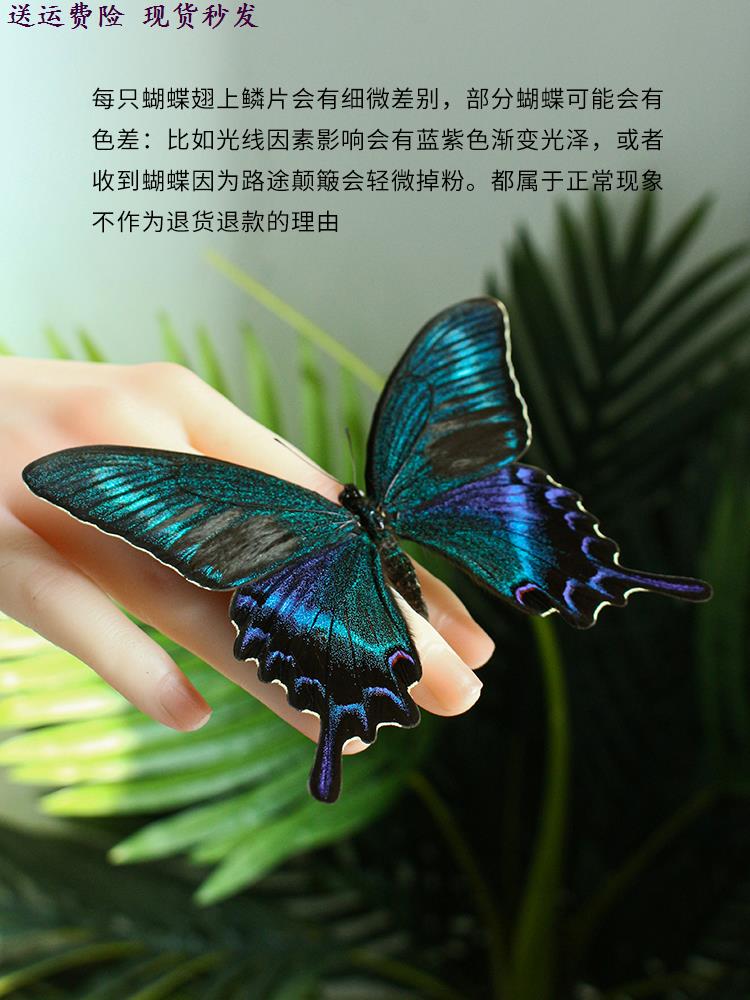 蝴蝶装饰画绿带翠凤蝶真标本成品展示框礼物摆件挂画罕见生日礼物