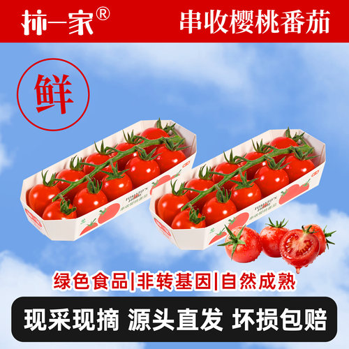 柿一家串收番茄自然纯粹颗颗饱满