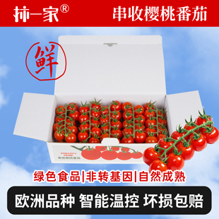 柿一家串收樱桃番茄1kg新鲜水果千禧圣女果西红柿零食夏季解暑