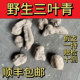 野生三叶青野生金线吊葫芦三叶对破石珠石老鼠蛇附子无熏硫
