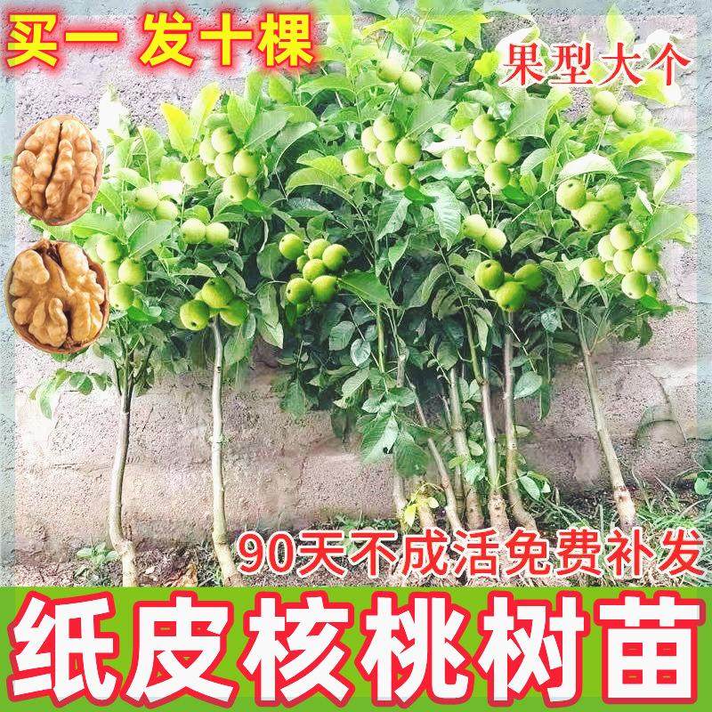 核桃苗纸皮核桃8518嫁接核桃树苗南北方种植果树苗核桃树当年结果,鲜花速递/花卉仿真/绿植园艺,果树,淘宝优惠券,粉丝福利购,淘宝优惠卷