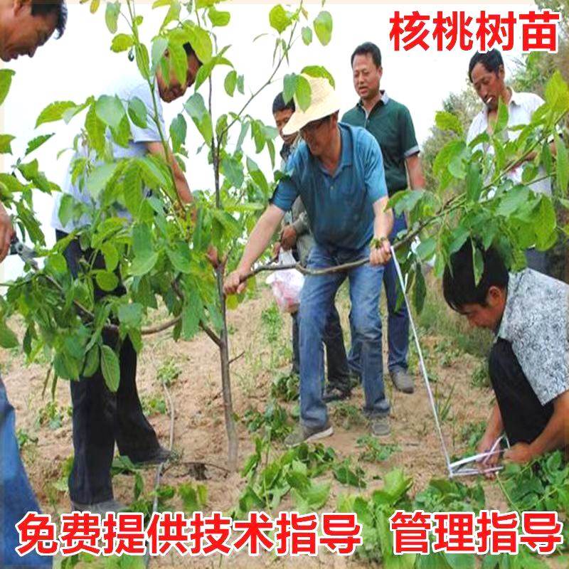 嫁接纸皮核桃树苗185纸皮薄皮核桃地栽耐寒南方北方种植当年结果,鲜花速递/花卉仿真/绿植园艺,果树,淘宝优惠券,粉丝福利购,淘宝优惠卷