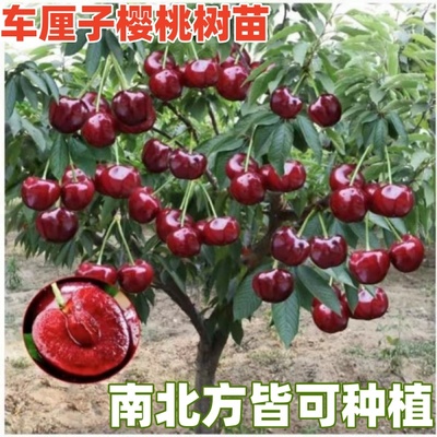 当年结果车厘子苗包成活