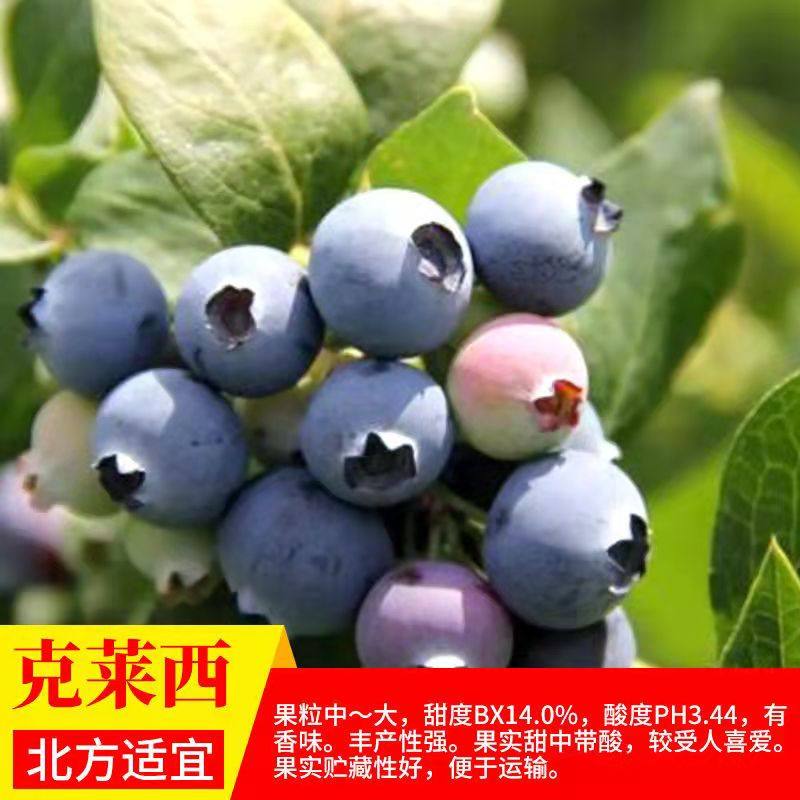 克莱西蓝莓树果苗盆栽地栽南方北方种植特大蓝莓树当年结果蓝莓苗,鲜花速递/花卉仿真/绿植园艺,果树,淘宝优惠券,粉丝福利购,淘宝优惠卷