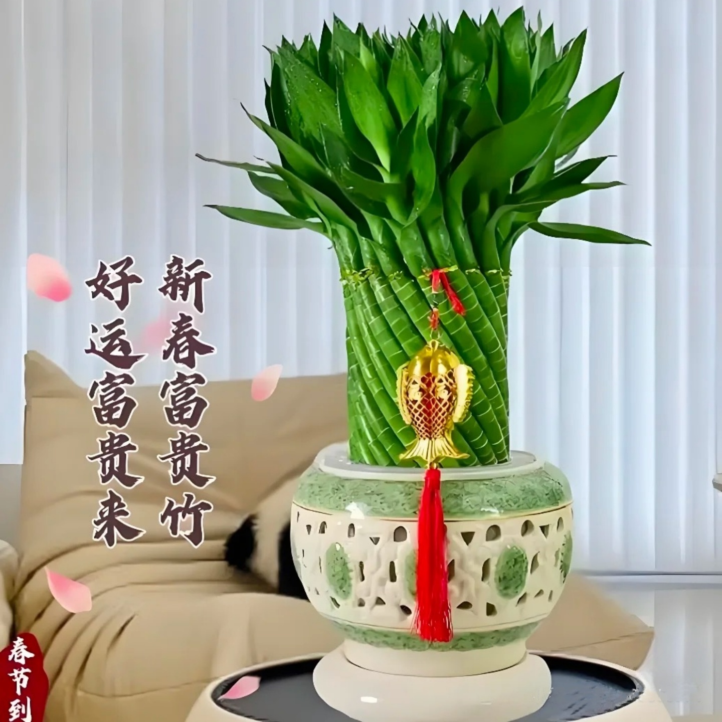 编织招财竹富贵竹水培植物盆栽客厅水养大型绿植室内四季常青乔迁