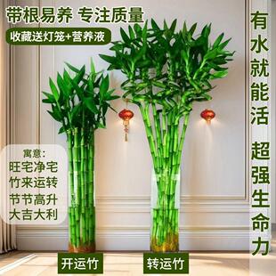 水培植物富贵竹转运竹室内客厅绿植盆栽开运竹弯竹文昌龙竹节节高