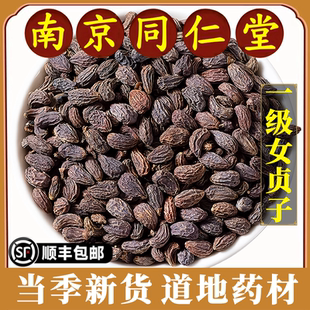 南京同仁堂正品女贞子中药材野生秦岭冬至九晒女真子泡水喝原材料
