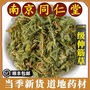 南京同仁堂正品伸筋草中药材野生新货舒筋骨生筋草筋骨草天然无硫