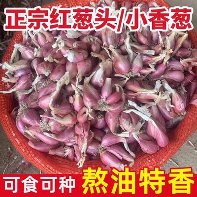 正宗四季小香葱四川红葱头可吃可种阳台农家四季火葱头黄葱头