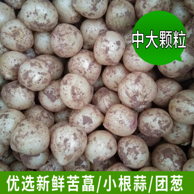 新鲜苦藠小根蒜团葱苦芥苦叫