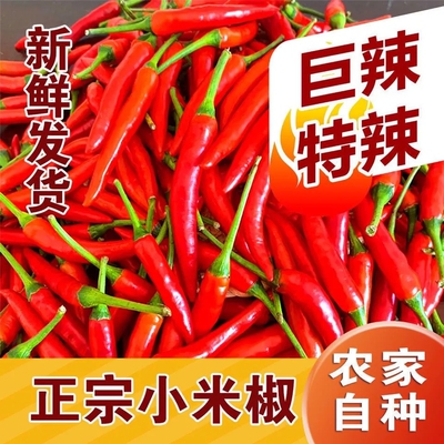 四川小米辣新鲜变态辣朝天椒特辣超辣薄皮土红辣椒指天椒