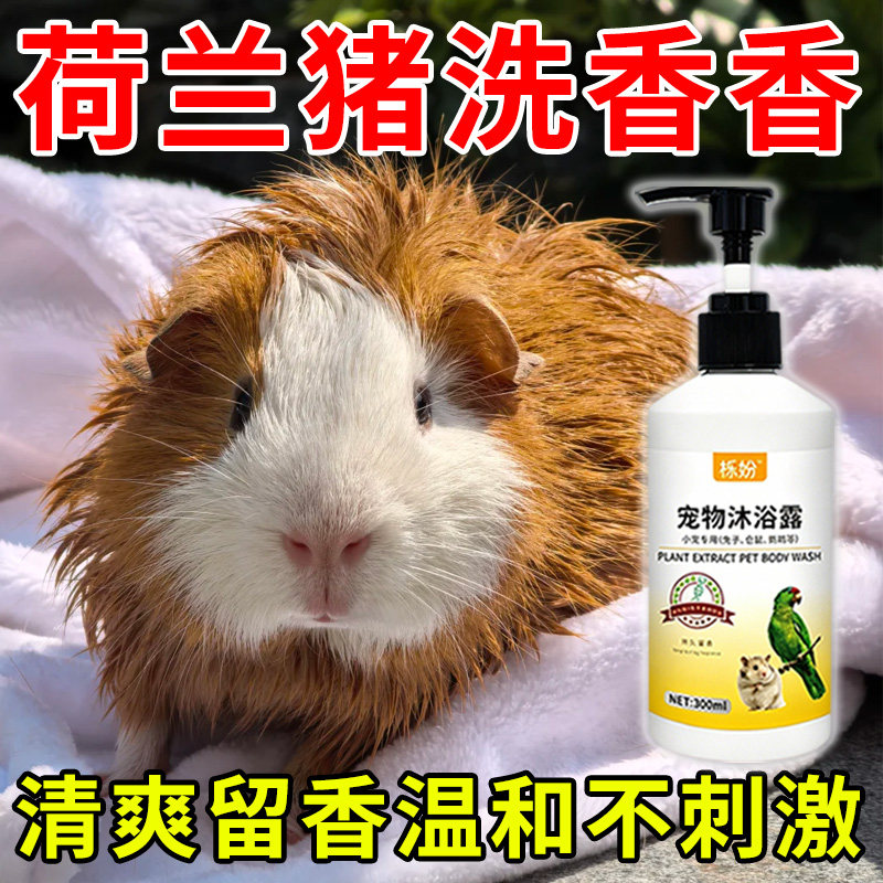 荷兰猪沐浴露除臭专用豚鼠荷兰猪沐浴露抗菌除臭除螨豚鼠洗澡用品
