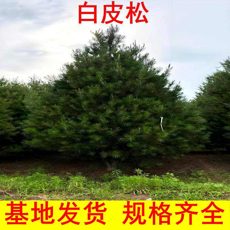 基地直销白皮松小苗白皮松树苗三叶白皮松苗松树苗绿化苗四季常青