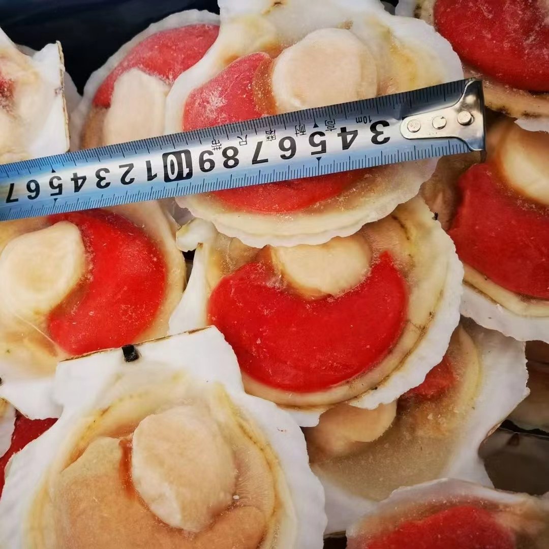 半壳贝夏夷贝鲜活冷冻海鲜带壳超大水产粉丝蒜蓉扇贝烧烤15粒