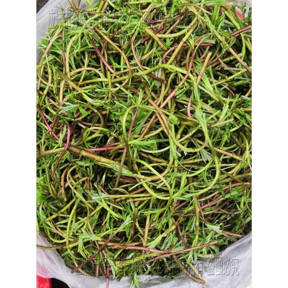 湖北特产新鲜野生红梗藜蒿 芦蒿 篙子苔梗蒌蒿野菜包邮泥蒿新嫩菜