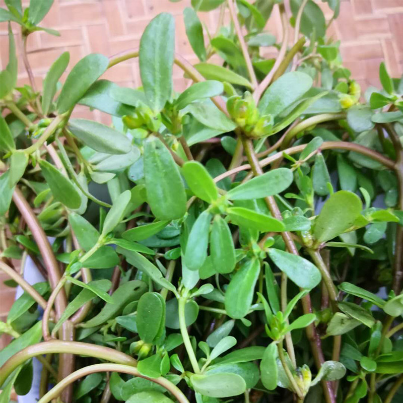 新鲜马齿苋菜 纯天然马苋菜 蚂蚁菜长寿菜 野菜 马蜂菜 500g包邮