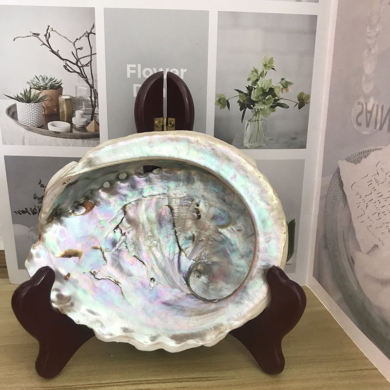 澳洲鲍鱼贝贝壳个性天然海螺创意家居装饰品原色摆件收纳鱼缸造景