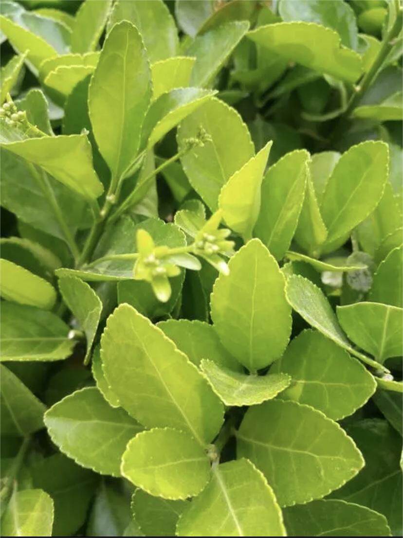 篱笆墙植物围栏北海道冬青苗庭院绿化冬青树苗四季常青耐寒庭院绿