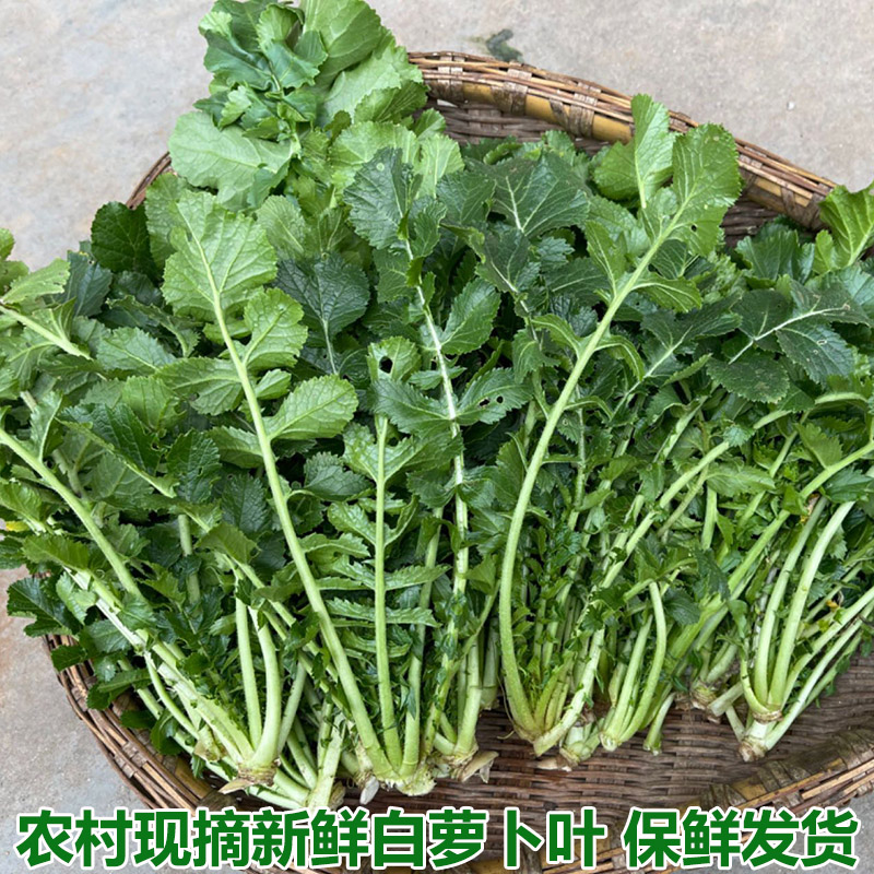 农家新鲜白萝卜菜萝卜梗当季蔬菜白萝卜叶子白萝卜缨子嫩萝卜苗,水产肉类/新鲜蔬果/熟食,叶菜类,淘宝优惠券,粉丝福利购,淘宝优惠卷