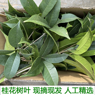 现摘金桂叶四季桂叶丹桂叶真树叶新鲜桂花树叶桂花叶桂花树叶子