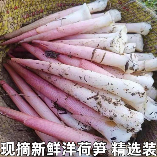 阳荷笋洋合洋荷姜笋野生新鲜野良