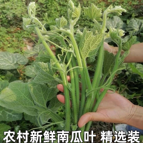 农家蔬菜南瓜藤叶尖梗南瓜叶