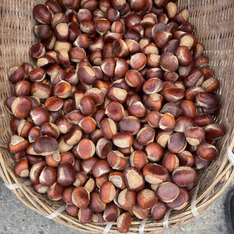 2024年新鲜板栗 生板栗 板栗仁现摘当季鲜栗子毛栗子农家自种包邮