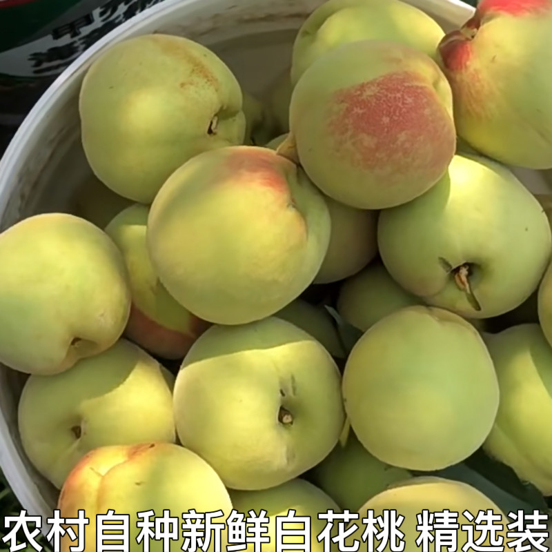 湖北宜昌土特产长阳脆蜜桃白花桃甜青桃非鹰嘴桃现摘孕妇新鲜水果