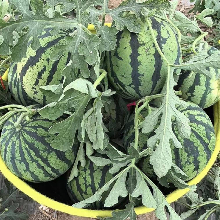农家自种露天小西瓜水果新鲜大西瓜皮薄超甜现摘现发当季水果