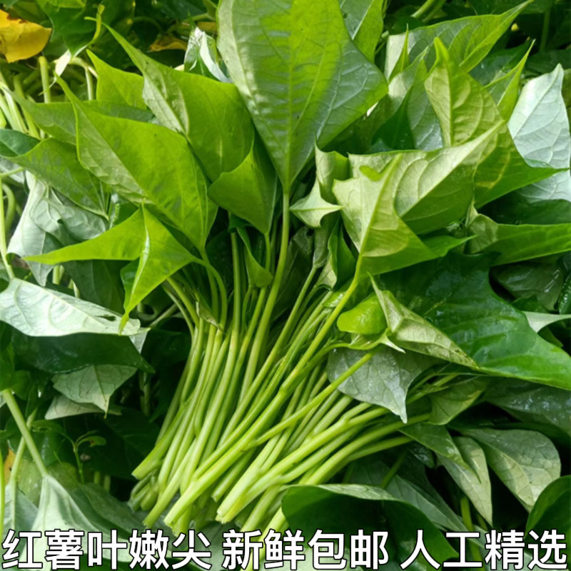 红薯叶嫩尖 地瓜叶 食用 叶菜类蔬菜宝宝辅食红苕嫩尖乌龟兔子