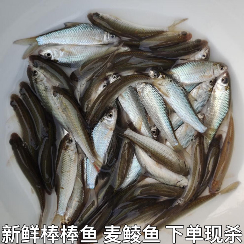 棒棒鱼麦鲮鱼土鲮鱼棍棍鱼