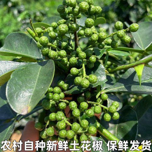 本地花椒湖北宜昌农家新鲜