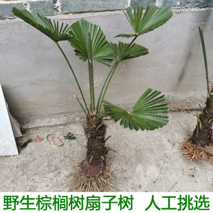 棕榈树扇子树棕树苗棕榈树苗葵蒲扇棕榈大树别墅绿植棕竹苗棕