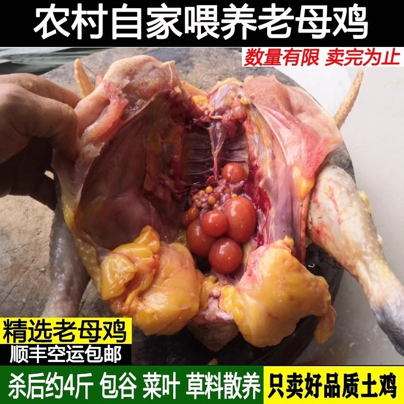新鲜现杀孕妇月子散养土鸡