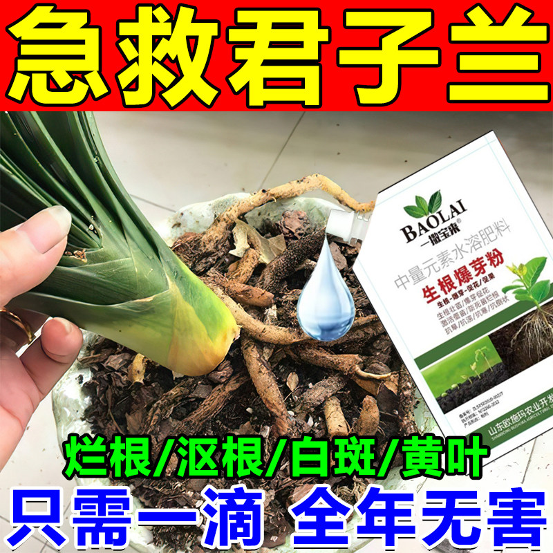 君子兰烂根专用药生根营养液预防黄叶黄斑病防焦边病百菌清杀菌剂