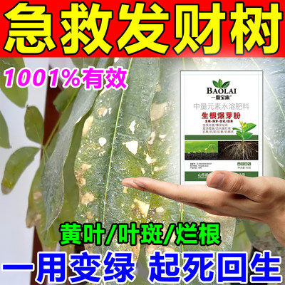 发财树专用营养液促生长提抗性预防发黄掉叶枯叶烂根绿植喷施肥