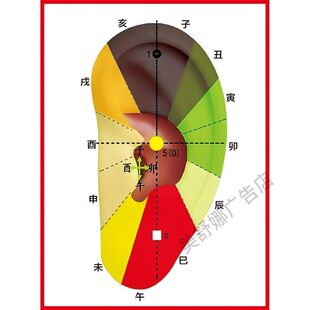 干支耳位健康疗法经络图挂图kt板海报耳朵穴位图耳科宣传画粘贴纸