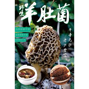 云南野生食用羊肚菌简介绍墙贴纸挂图KT展板写真海报印制kt板