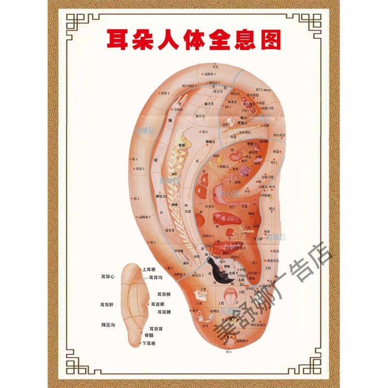 耳朵人体全息图海报展板耳朵穴位对照图墙粘贴纸挂图中医耳穴KT板