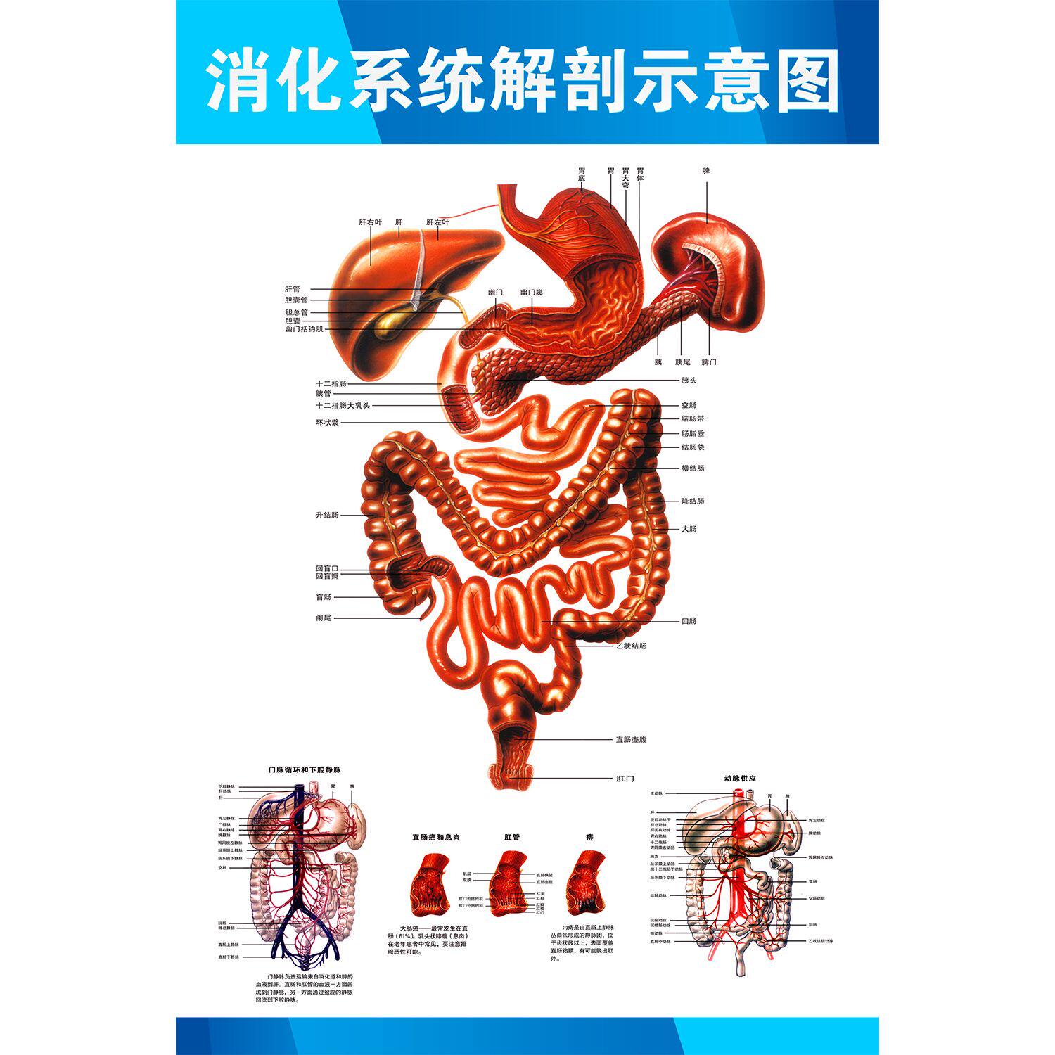 人体器官消化系统解剖示意图贴纸挂图kt展板写真海报印制
