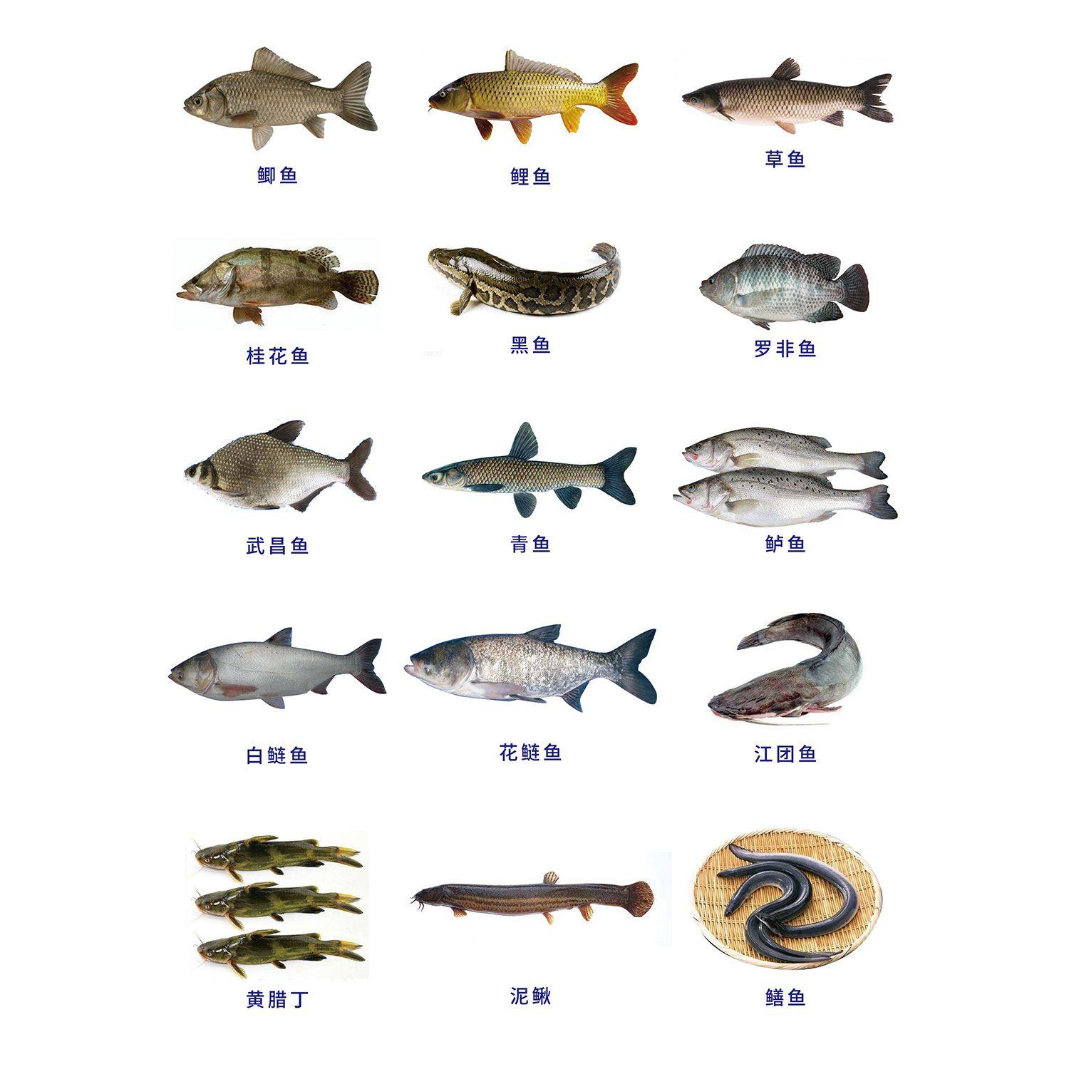 常见鱼淡水鱼鱼图片大全家常鱼类水产品海鲜店鱼市场海报墙贴画