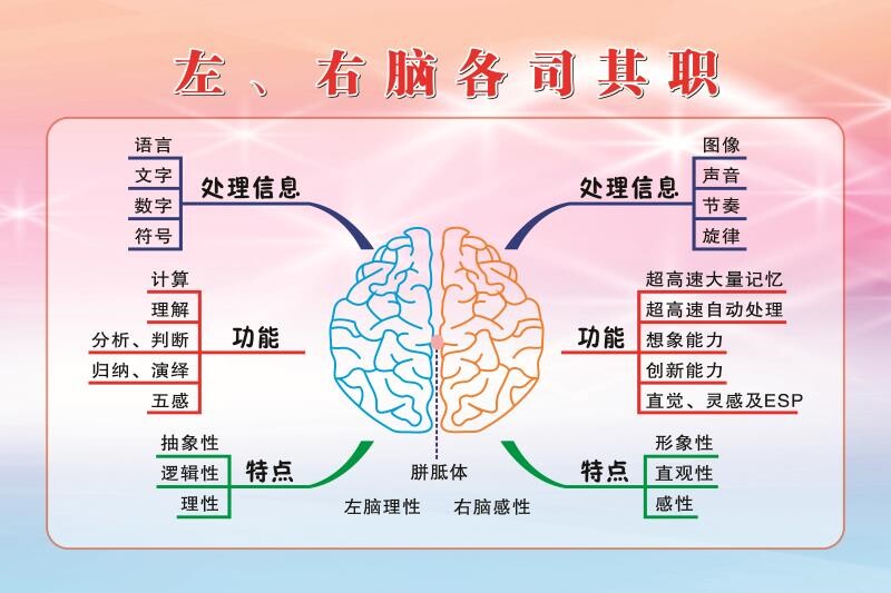 左、右脑各司其职 海报 左右脑功能图 装饰画 左脑理性 右脑感性