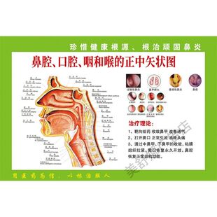 人体结构图口腔鼻腔咽喉脊椎海报装饰画板自粘背胶广告牌贴画定制