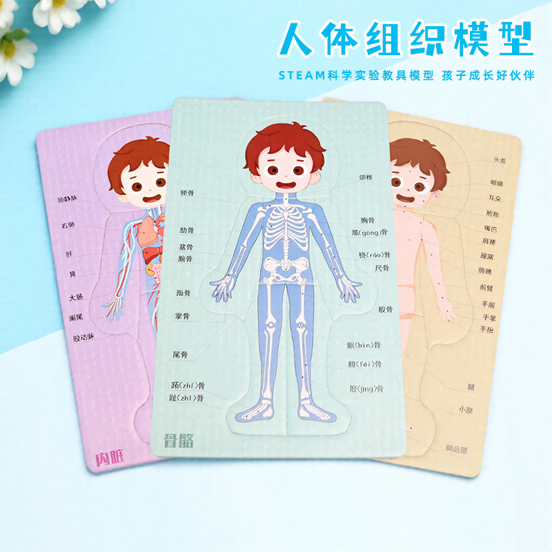 科技小制作DIY人体组织器官拼图EVA泡棉内脏拼图模型科学实验材料