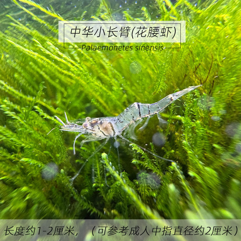 中华小长臂花腰虾鱼缸清洁