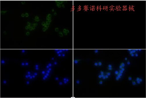 Bioworld内参抗体Tubulin α(9H4)mAb,微管蛋白α(9H4)单克隆抗体