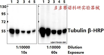 Bioworld内参抗体Tubulin β mAb,微管蛋白β(4D9)单克隆抗体-HRP