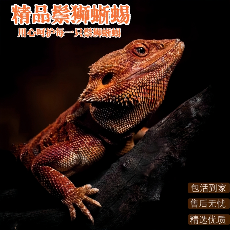 鬃狮蜥蜴幼体入门级超白蜥蜴