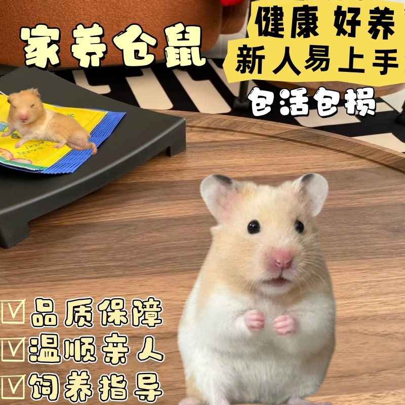 仓鼠活物家养金丝熊小仓鼠宠物